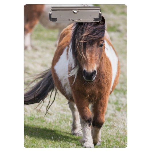 Shetland Pony, Shetland Islands Klemmbrett (Vorderseite)