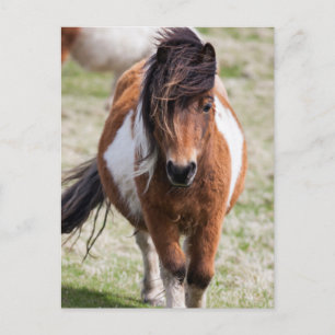 Shetland Pony, Shetland Islands Postkarte