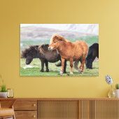 Shetland Pony, Shetland Islands, Schottland 2 Leinwanddruck (Insitu (Wohnzimmer))