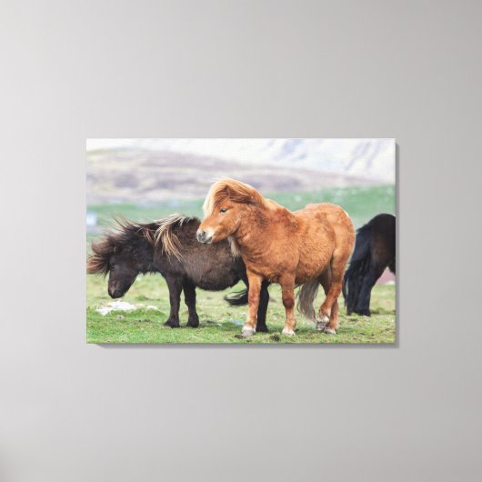 Shetland Pony, Shetland Islands, Schottland 2 Leinwanddruck (Vorderseite)