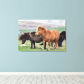 Shetland Pony, Shetland Islands, Schottland 2 Leinwanddruck (Insitu (Holzboden))