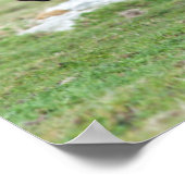 Shetland Pony, Shetland Islands, Schottland 2 Poster (Ecke)