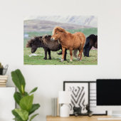 Shetland Pony, Shetland Islands, Schottland 2 Poster (Heimbüro)
