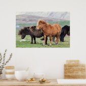 Shetland Pony, Shetland Islands, Schottland 2 Poster (Küche)