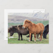 Shetland Pony, Shetland Islands, Schottland 2 Postkarte (Vorne/Hinten)