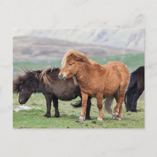 Shetland Pony, Shetland Islands, Schottland 2 Postkarte (Vorderseite)