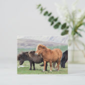 Shetland Pony, Shetland Islands, Schottland 2 Postkarte (Stehend Vorderseite)