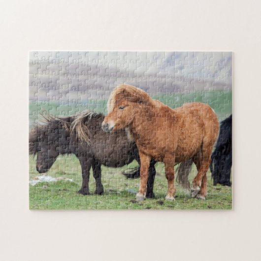 Shetland Pony, Shetland Islands, Schottland 2 Puzzle (Horizontal)