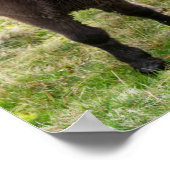 Shetland Pony, Shetland Islands, Schottland 3 Poster (Ecke)