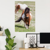 Shetland Pony, Shetland Islands, Schottland Poster (Heimbüro)