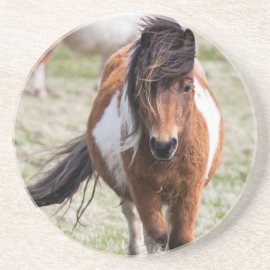 Shetland Pony, Shetland Islands Untersetzer (Vorne)