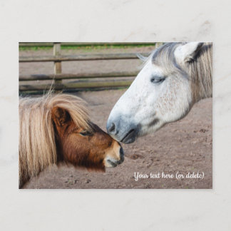 Shetland Pony und Highland Pony Postkarte