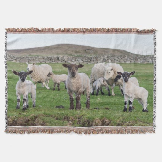 Shetland-Schaf Decke (Vorderseite)