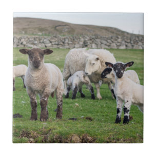 Shetland-Schaf Fliese