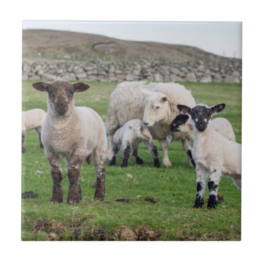 Shetland-Schaf Fliese (Vorderseite)