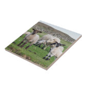 Shetland-Schaf Fliese (Seite)