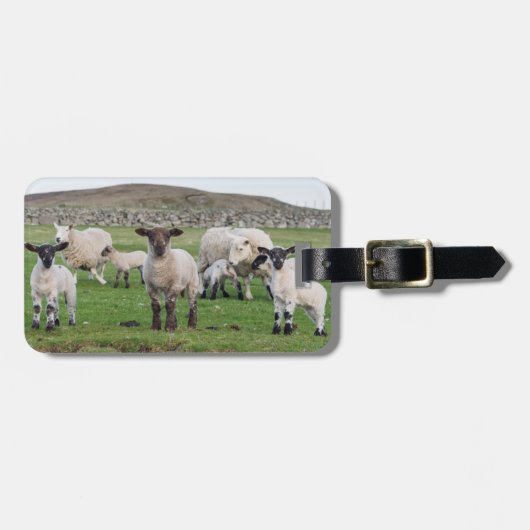 Shetland-Schaf Gepäckanhänger (Vorderseite horizontal)