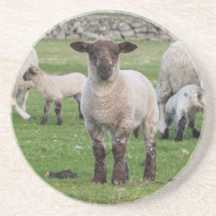 Shetland-Schaf Getränkeuntersetzer