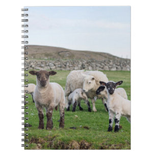 Shetland-Schaf Notizblock
