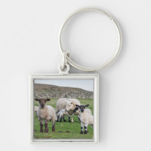 Shetland-Schaf Schlüsselanhänger