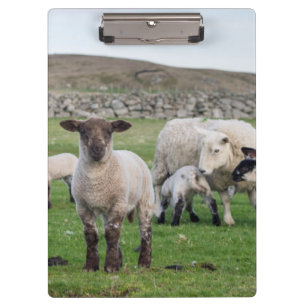 Shetland-Schafe Klemmbrett