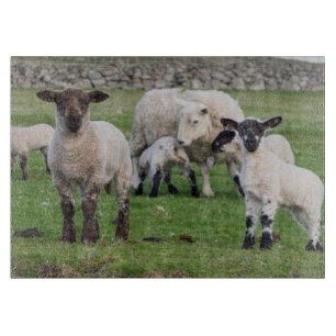 Shetland-Schafe Schneidebrett