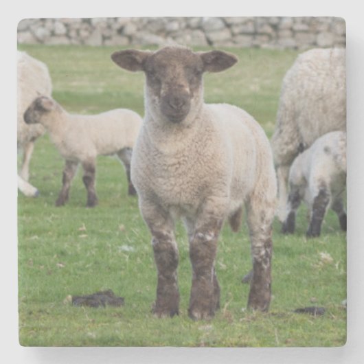 Shetland-Schafe Steinuntersetzer (Vorderseite)
