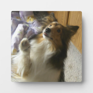 Shetland-Schäferhund Betteln Fotoplatte