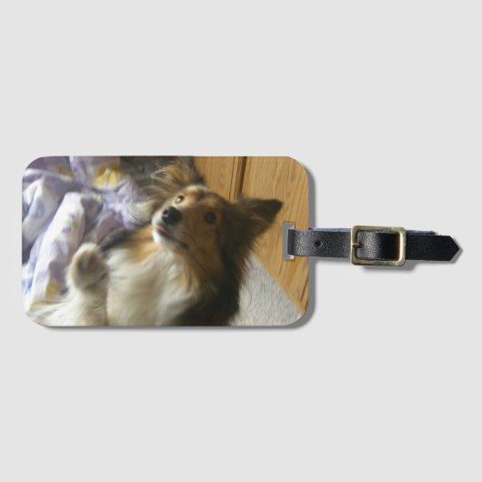 Shetland-Schäferhund Bettelt Gepäckanhänger (Vorderseite (Horizontal))