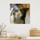 Shetland-Schäferhund Bettelt Poster (Küche)