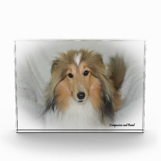 Shetland-Schäferhund. Fotoblock (Vorderseite)