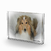 Shetland-Schäferhund. Fotoblock (Rechts)