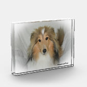 Shetland-Schäferhund. Fotoblock (Links)