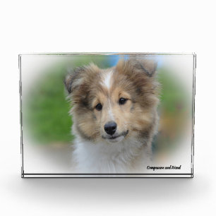 Shetland-Schäferhund. Fotoblock
