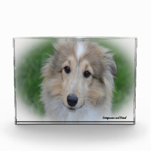 Shetland-Schäferhund. Fotoblock