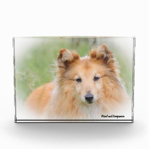 Shetland-Schäferhund. Fotoblock