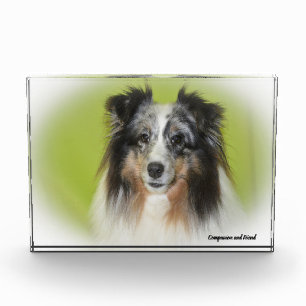 Shetland-Schäferhund. Fotoblock
