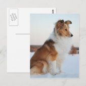 Shetland-Schafhundpapier Postkarte (Vorne/Hinten)