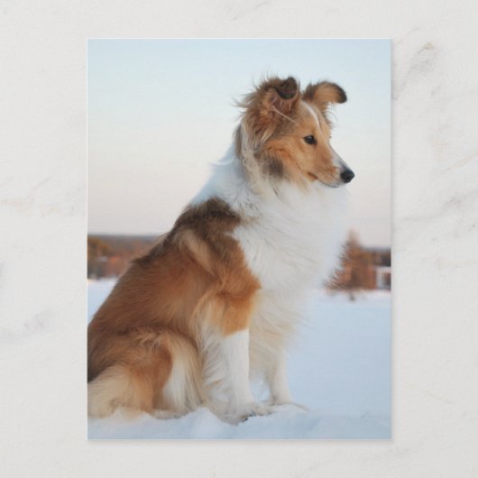 Shetland-Schafhundpapier Postkarte (Vorderseite)