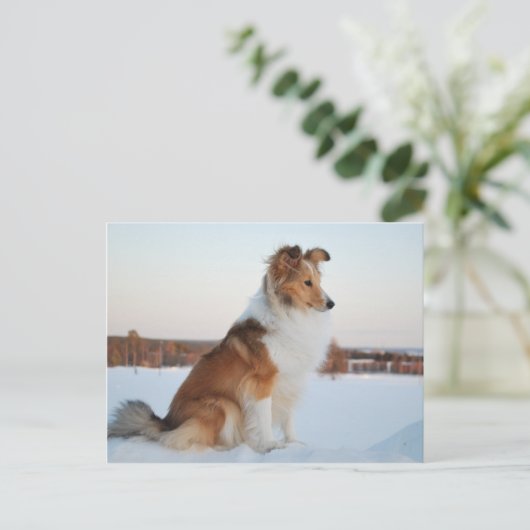 Shetland-Schafhundpapier Postkarte (Stehend Vorderseite)