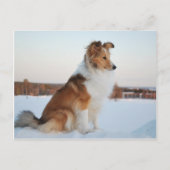 Shetland-Schafhundpapier Postkarte (Vorderseite)