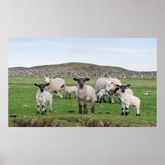 Shetland Sheep 5 Poster (Vorne)