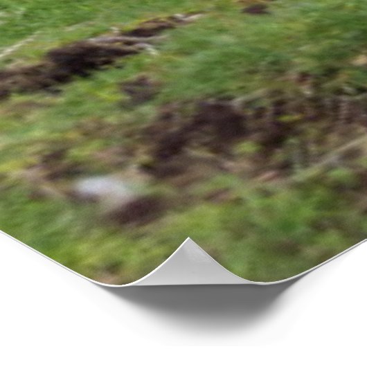 Shetland Sheep 5 Poster (Ecke)