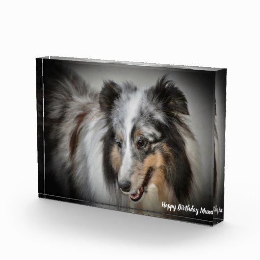 Shetland Sheep Dog Fotoblock (Rechts)