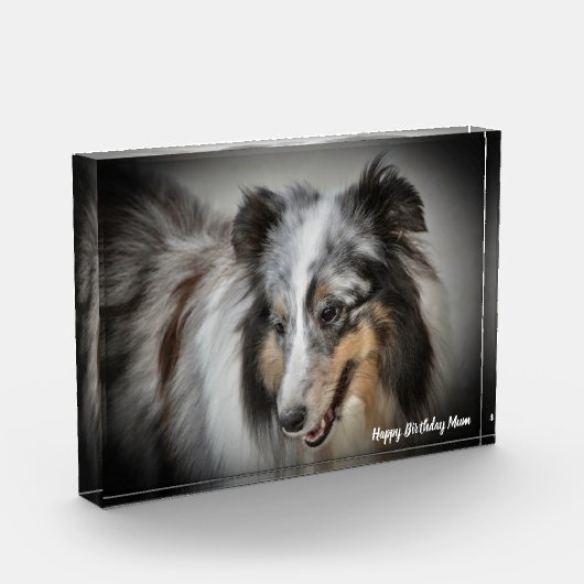 Shetland Sheep Dog Fotoblock (Links)