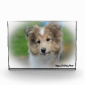 Shetland Sheep Dog Fotoblock (Vorderseite)