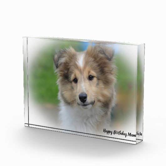 Shetland Sheep Dog Fotoblock (Rechts)
