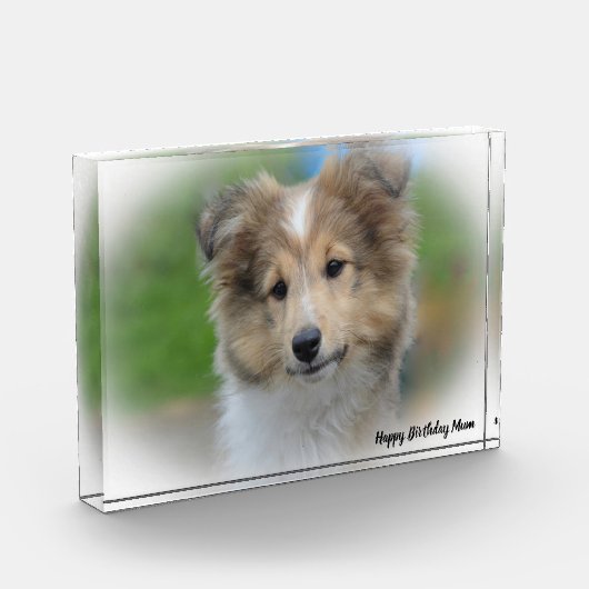 Shetland Sheep Dog Fotoblock (Links)