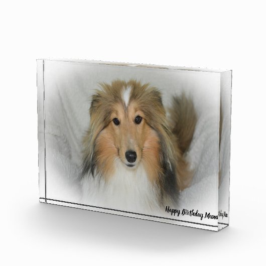 Shetland Sheep Dog Fotoblock (Rechts)
