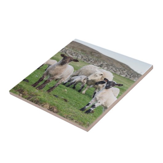 Shetland Sheep Fliese (Seite)